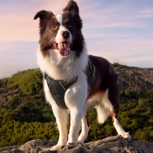 A Border Collie wearing a harness standing on a mountain.