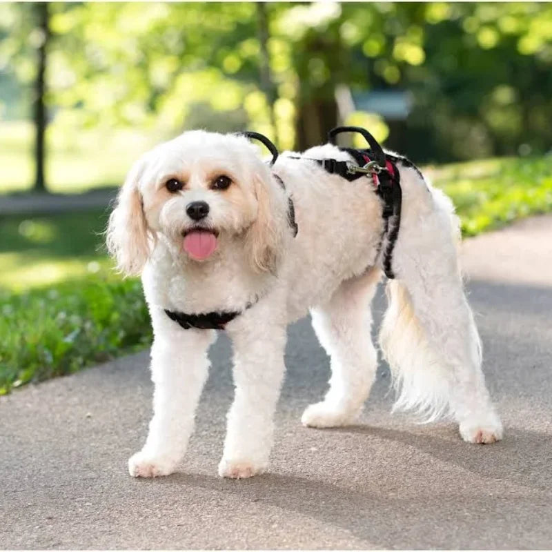 An old dog wearing a lift harness.