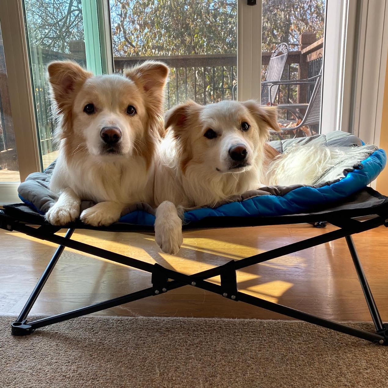 PawsRest Pet Foldable Bed