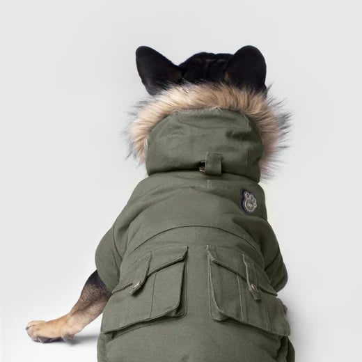 Back view illustration of a puppy wearing a dog down jacket