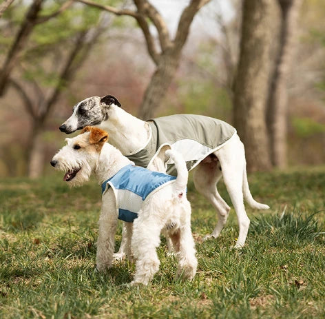 Two dogs wearing cooling vests stand on the grass.