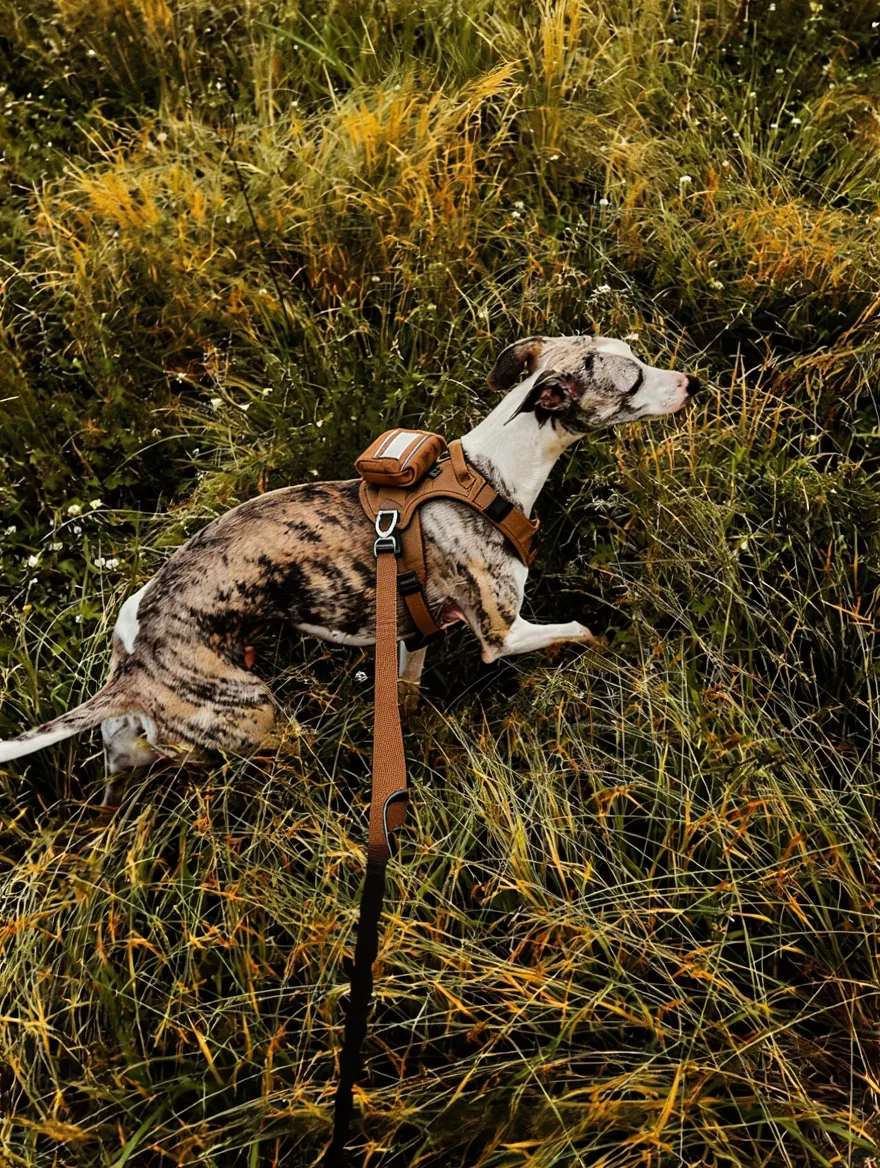 A dog wearing a harness with a backpack while hiking.
