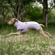 A dog wearing a dog vest is running.