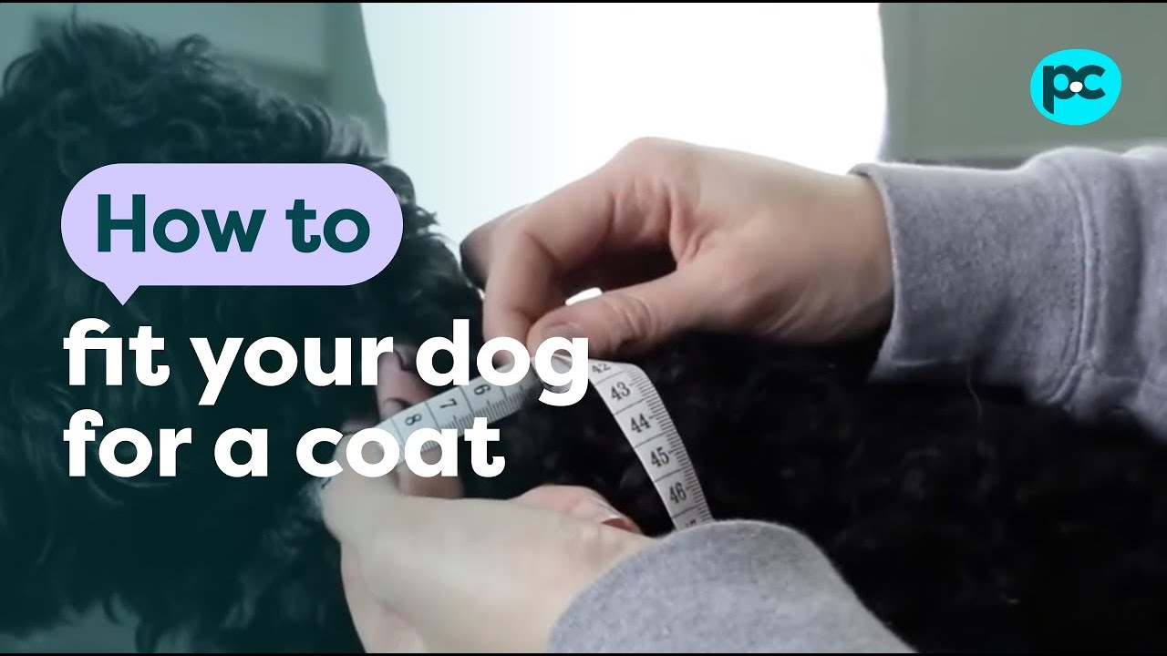 Load video: How to Measure a Puppy for a Coat