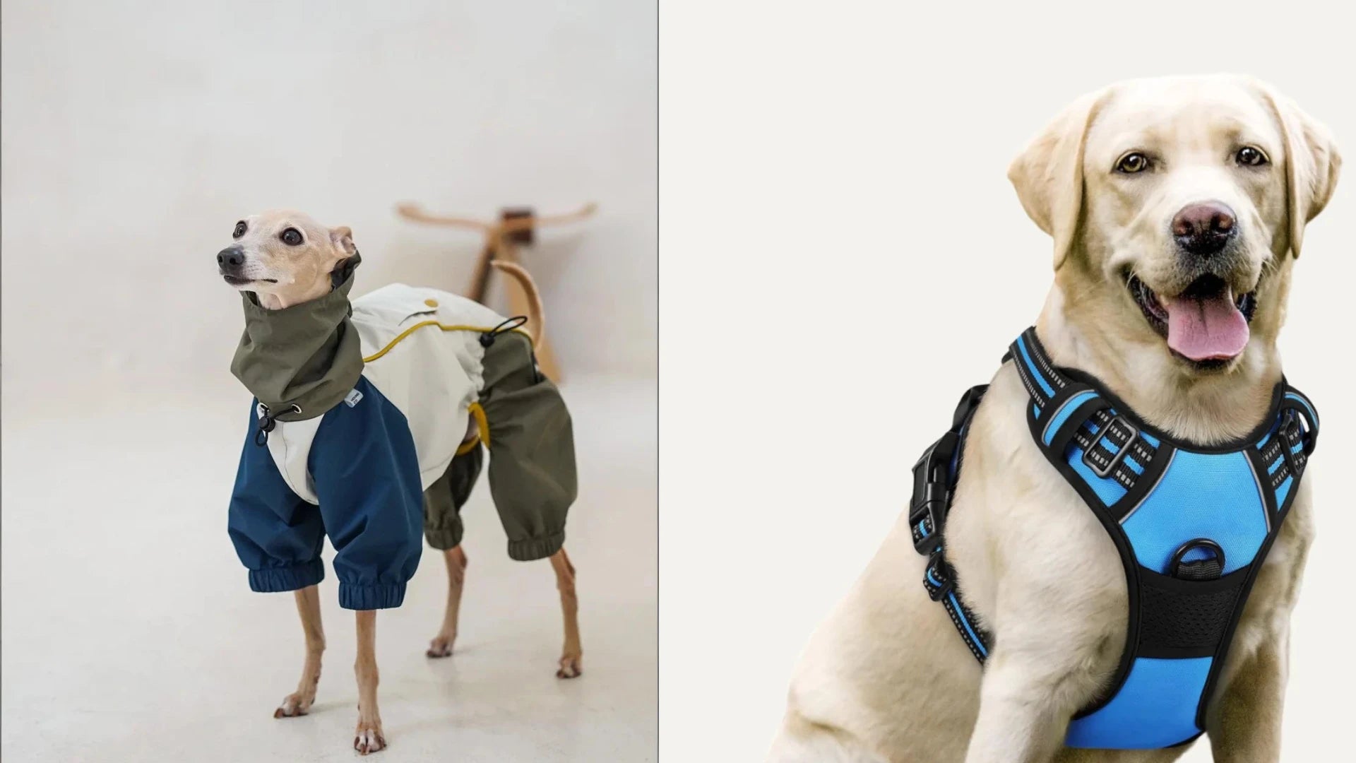 A comparison diagram of a dog coat and a dog harness