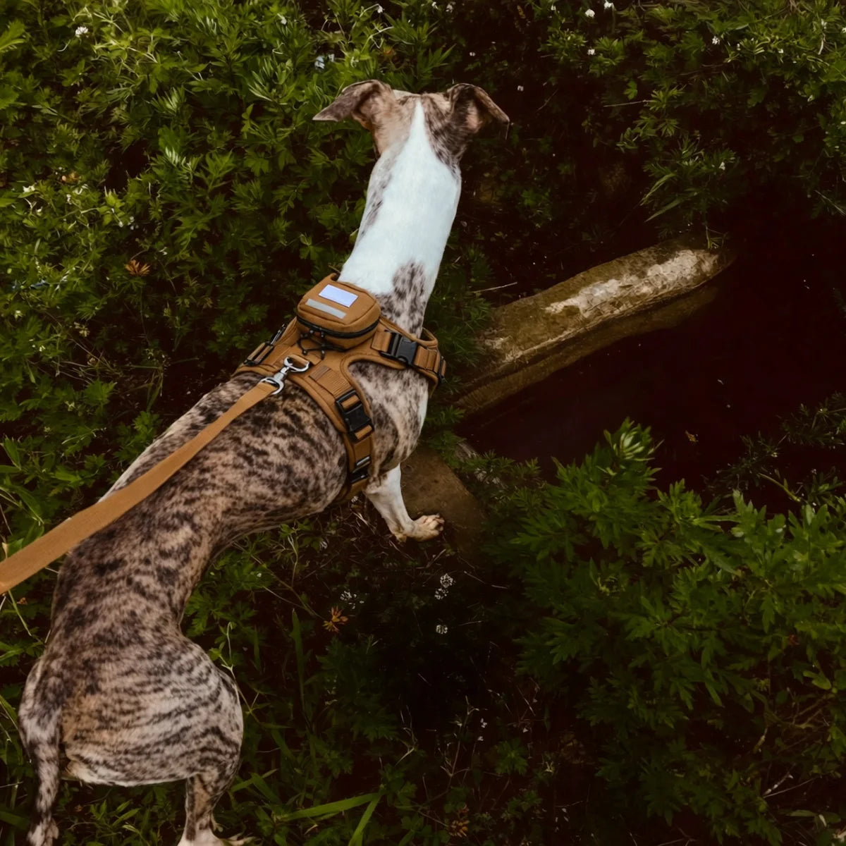 A dog wearing a backpack dog harness on a hike