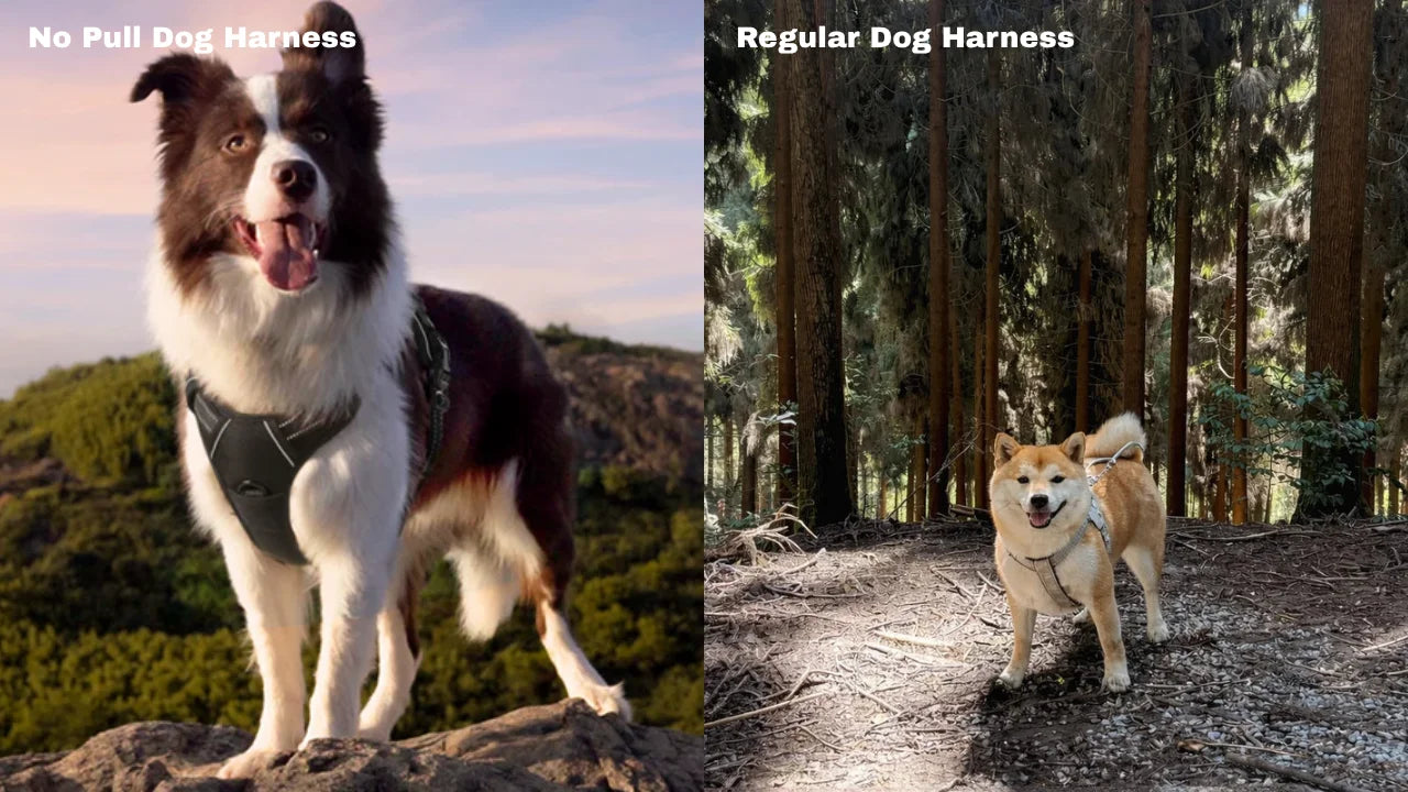 A side-by-side comparison of a no-pull dog harness and a regular one

