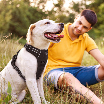 A dog wearing a harness is sitting on the lawn with a man