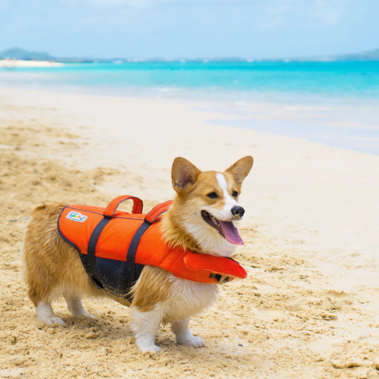 A Corgi wearing a dog life jacket stands on the beach.