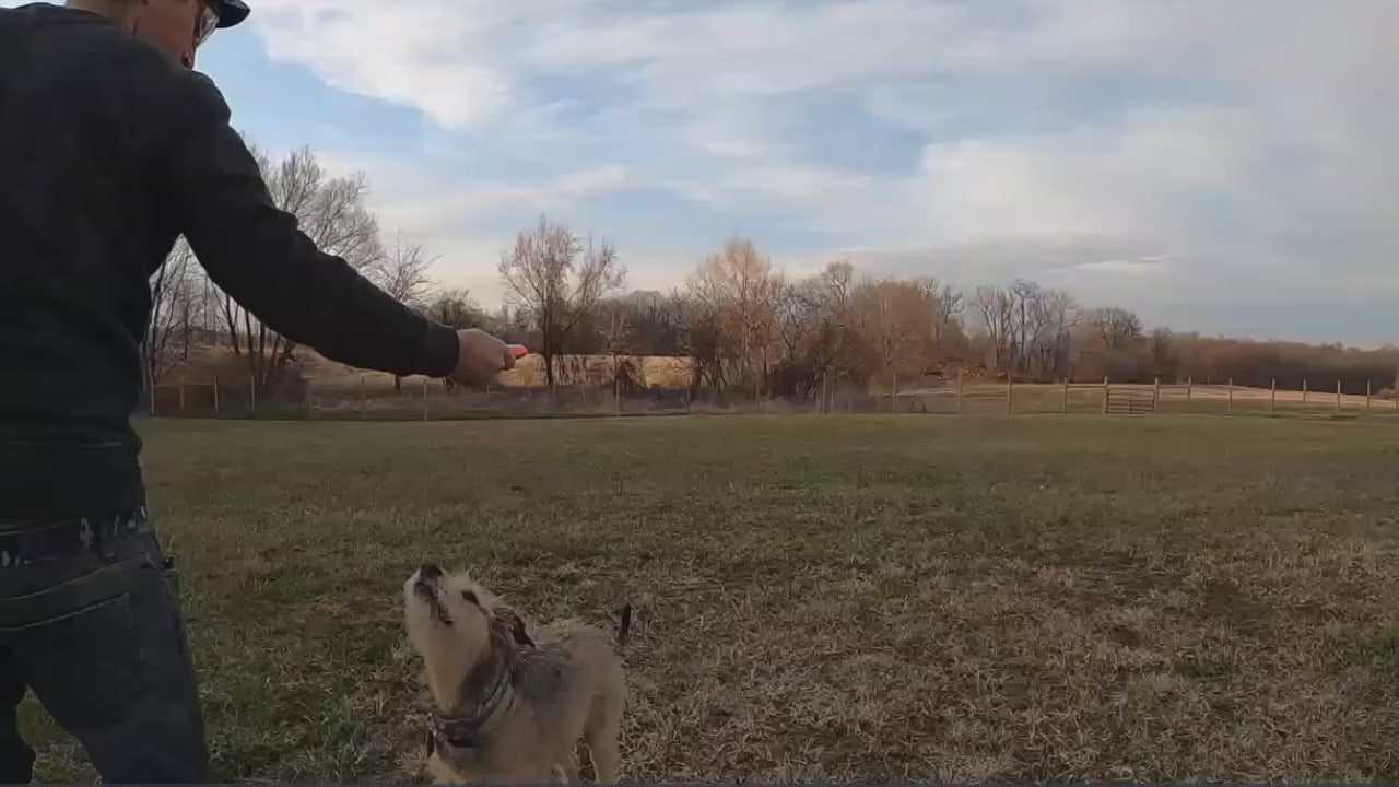 Load video: SkyChase Dog Flying Disc