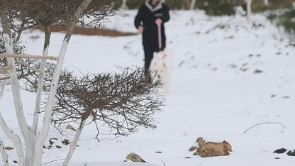 PowerPull Dog Harness