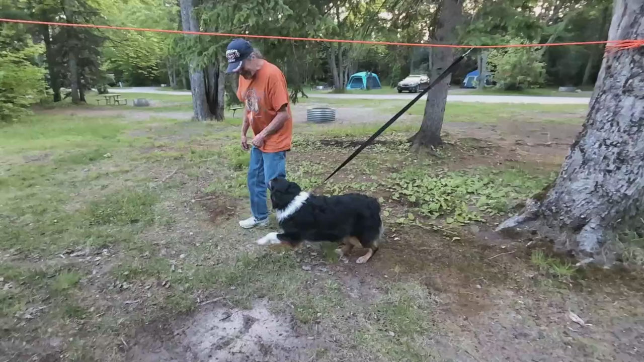 FreeRoam Dog Tie Out Cable