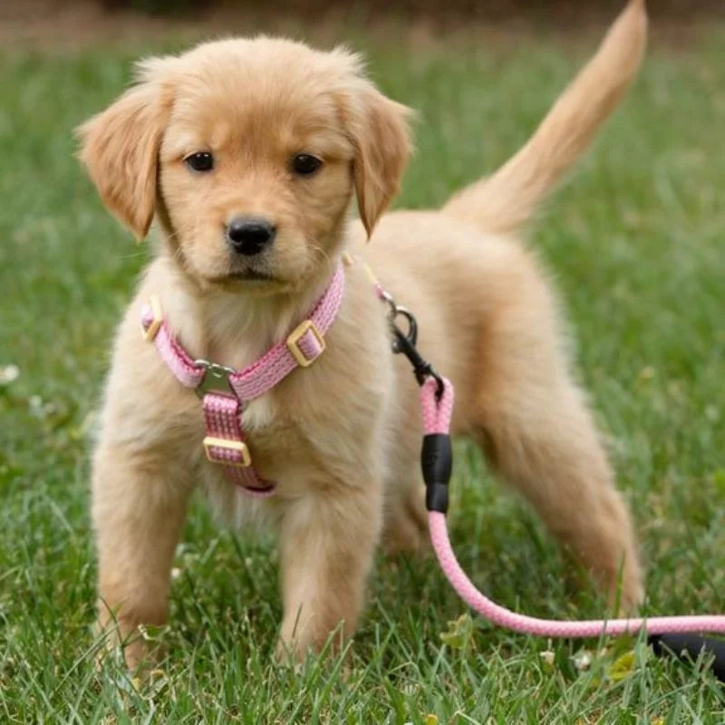 Short-Muzzled Dogs