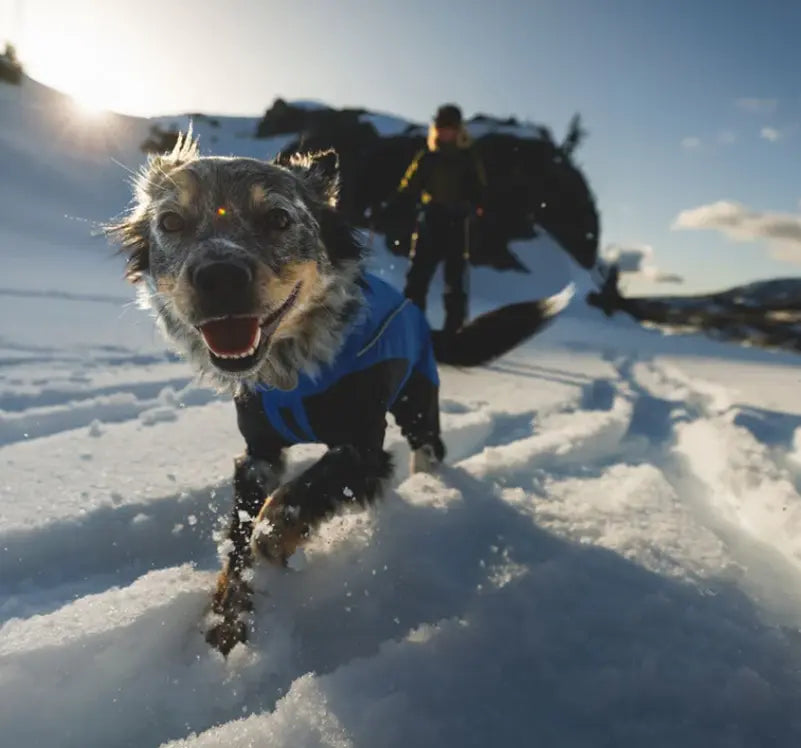 A dog wearing Ruffwear clothing is skiing.