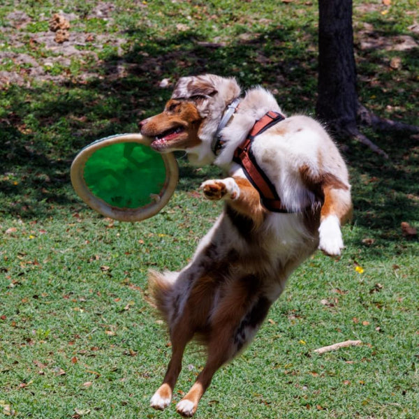 Dog catching a green frisbee in an outdoor setting