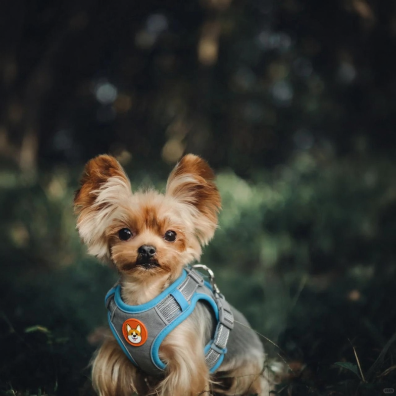 A Yorkshire Terrier wearing a harness.